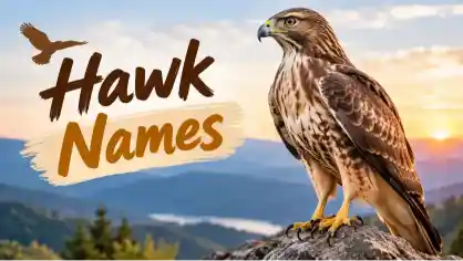 majestic-hawk-names-with-name-generator