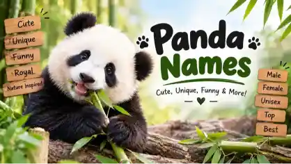 panda-names-cute-unique-funny-ideas-with-name-generator